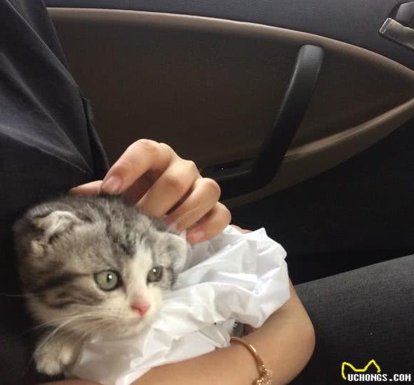 为什么大家都不太敢养“折耳猫”？这几点，不是人人都能接受