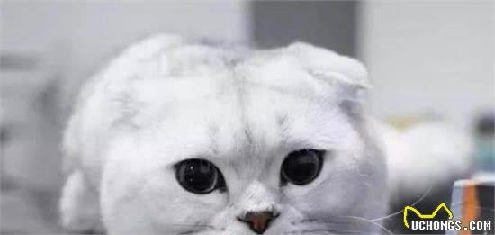 为什么大家都不太敢养“折耳猫”？这几点，不是人人都能接受