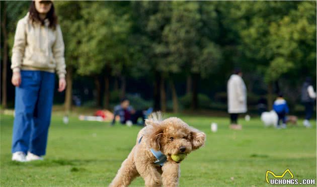 可爱聪明的泰迪犬，为什么会惹人讨厌？这7点或许就是原因