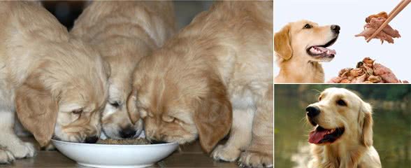 辟谣说法,狗狗可不可以吃大蒜,大蒜对于狗来说营养价值很高