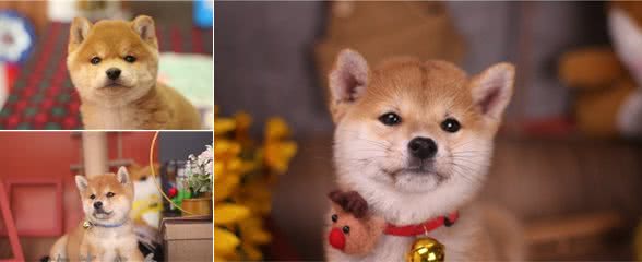 网上买柴犬靠谱吗?桃宝9.9一只的柴犬是真的吗?