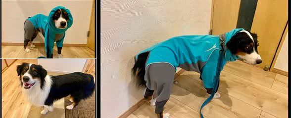 狗狗出门前很开心，但穿上雨衣后却变得很沮丧：这还怎么滚泥坑？