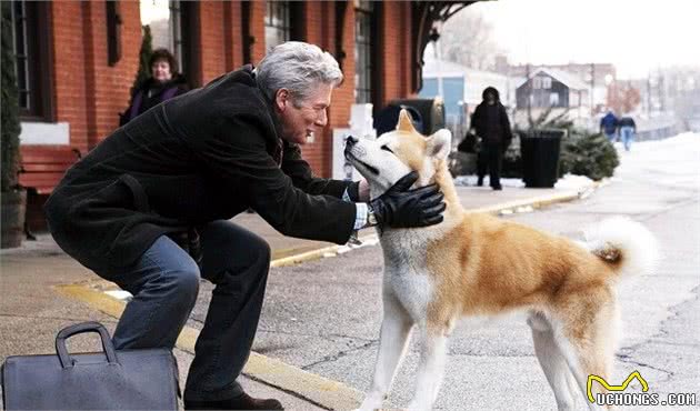 秋田犬怎么了？为什么饲养的人这么少，原因很现实