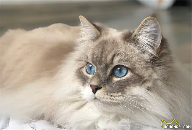 养猫之前把这六个问题考虑清楚，猫咪余生会很幸福…