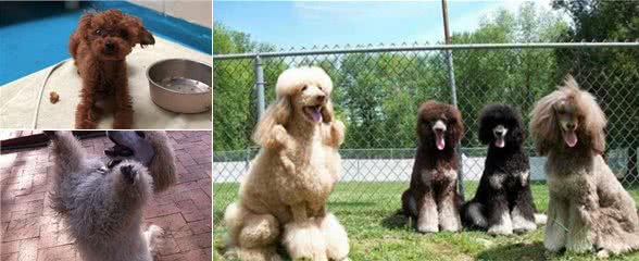 别只看到贵宾犬的优点，这5个“坏习惯”，大部分贵宾犬都有！