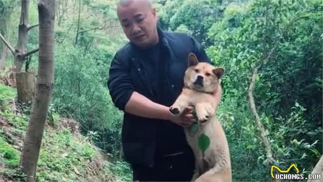 田园犬受伤，它怕拖累主人，独自躲进了深山，太让人心疼了