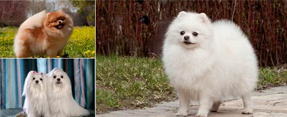养狗就养这6种“小型犬”，不仅可爱，还非常听话