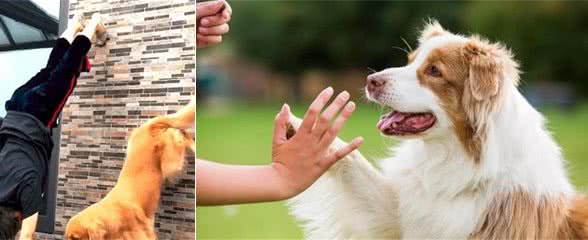 想知道自己家的狗狗是否高智商,对比有没有这几点就知道