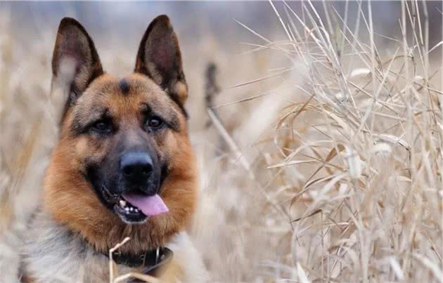 德国真的产好犬啊，随便一数，就这么多