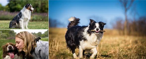 都说边境牧羊犬难养，却不知道它还有这些“好处”