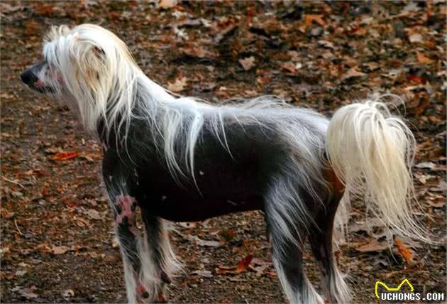 中国冠毛犬，不用张着嘴伸出舌来散热，它是唯一靠汗腺排汗的犬种