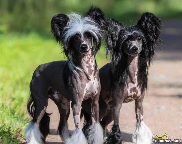 中国冠毛犬，不用张着嘴伸出舌来散热，它是唯一靠汗腺排汗的犬种