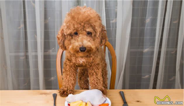 长期喂狗狗这些食物，你可能真的没把狗狗放在心上