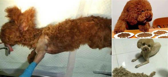 惩罚泰迪犬，5个做法不可取，严重的危及生命！