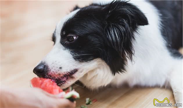 饲养边牧犬，不能犯这几个错误