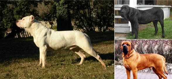 这五种犬类为战斗而生，野生藏獒也成手下败将，遇到一定要躲起来