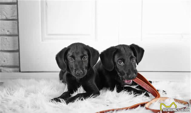 拉布拉多幼犬需要怎么养护，饮食需要注意什么？知识点在这里