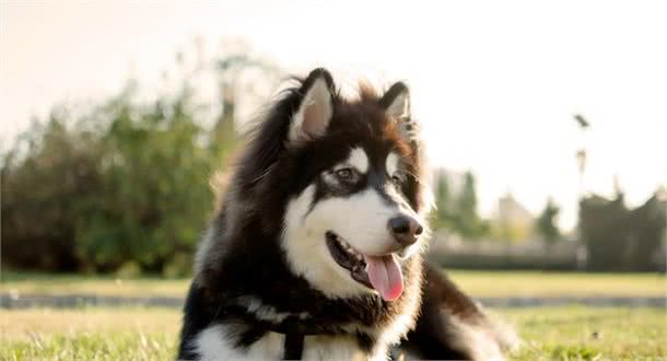 想养阿拉斯加犬？它有这几个缺点，别被蒙在鼓里了