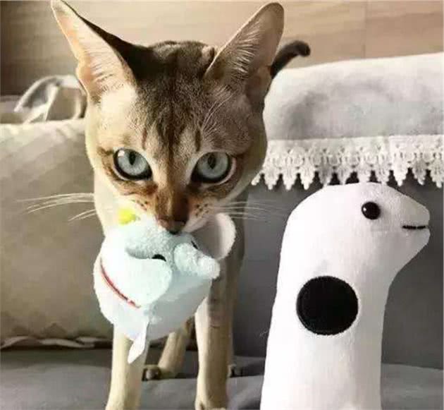 教你选猫系列，猫咪品种介绍及品相判断（14）—新加坡猫