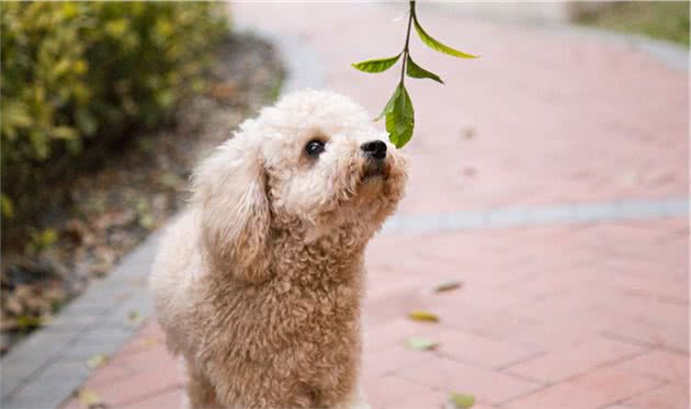 泰迪犬吃什么狗粮好？