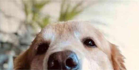 狗狗眼有黄脓状眼屎