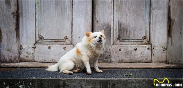 狗狗一直乱叫，铲屎官应该怎么办？