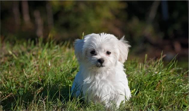 高龄犬猫终老课题（二）：根治不了的「心脏病」