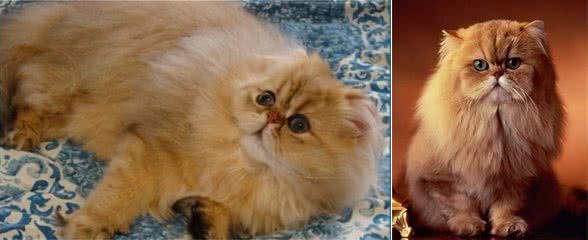 曾经很火的“波斯猫”，为什么现在没人养了？网友：都是骗人的