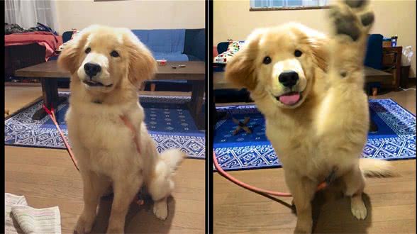 金毛和秋田犬的混血，继承了爸妈的所有优点，看起来太可爱了