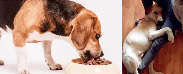 为什么中大型犬比小型犬更受欢迎？这几点，养过的都说好