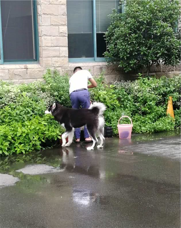 敏感季节，狗狗拉肚子拉不停，怎么办？