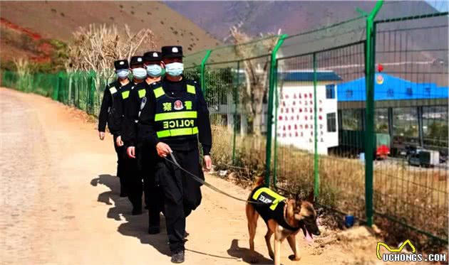 犬亦有情鹰击长空