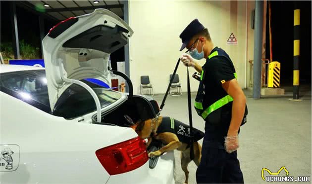 犬亦有情鹰击长空