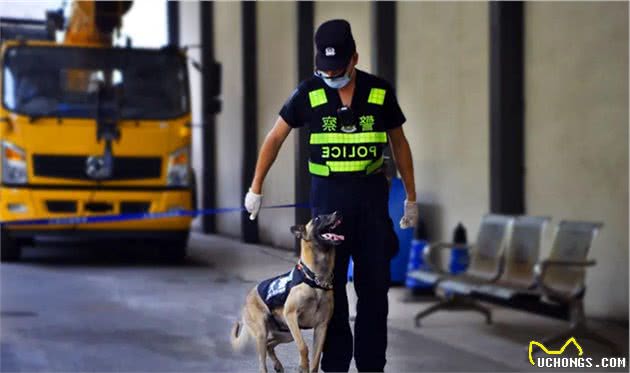 犬亦有情鹰击长空