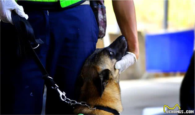 犬亦有情鹰击长空