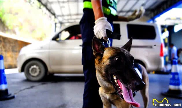 犬亦有情鹰击长空