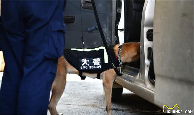犬亦有情鹰击长空