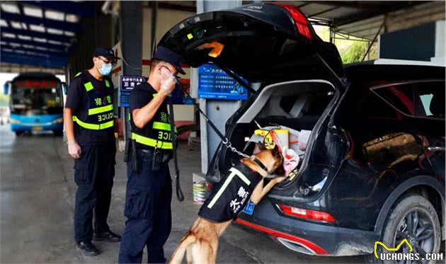 犬亦有情鹰击长空