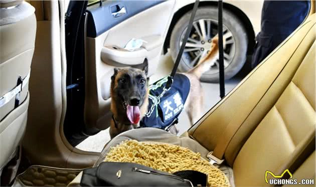 犬亦有情鹰击长空