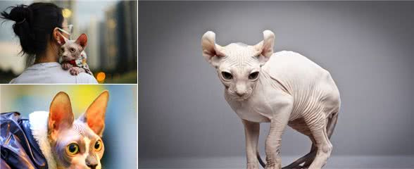 奇怪的无毛猫像极了外星人！这种奇怪的小猫你会喜欢还是害怕呢？