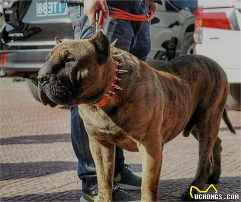 猛犬中的“4大暴君”，一个亚洲刽子手，另外一个是欧洲嗜血兽