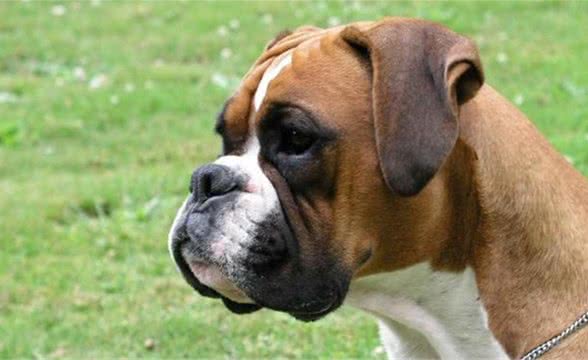 方头黑眼腱子肉，看着就像恶犬？6点帮你了解面恶心善的拳师犬