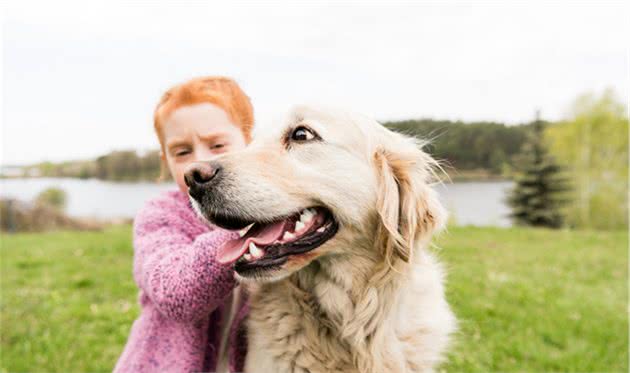 金毛犬除了“暖”，还有这么多优点，难怪那么多人喜欢