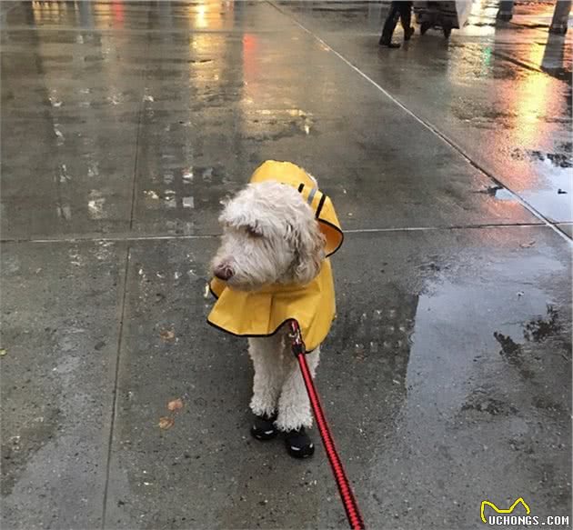 穿上狗狗雨衣，让你的萌宠成为下雨天最帅的仔