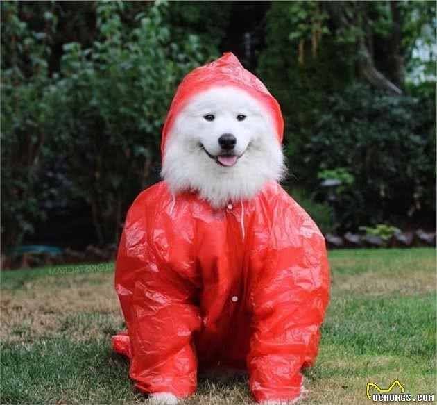 穿上狗狗雨衣，让你的萌宠成为下雨天最帅的仔