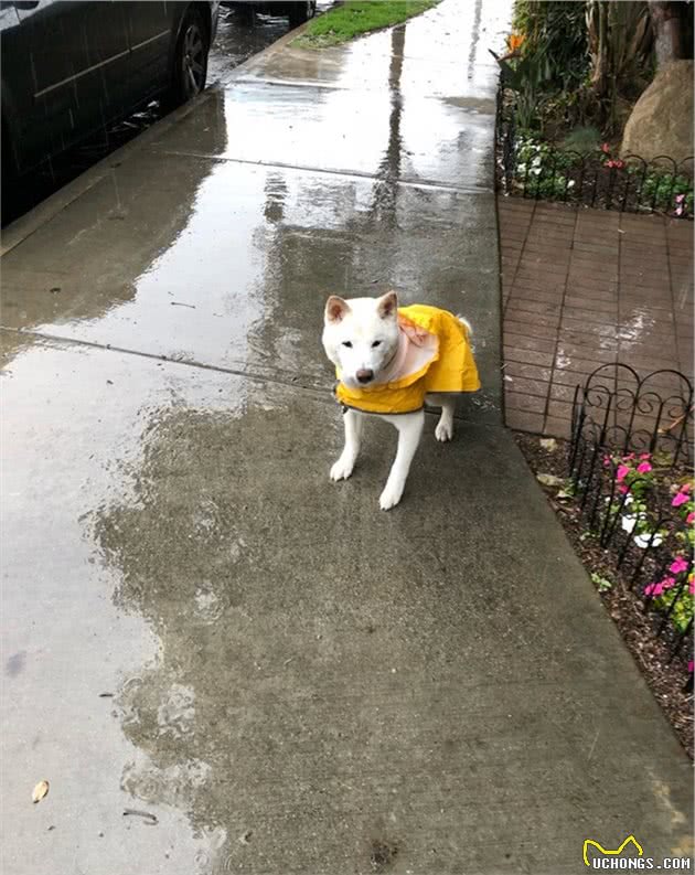 穿上狗狗雨衣，让你的萌宠成为下雨天最帅的仔