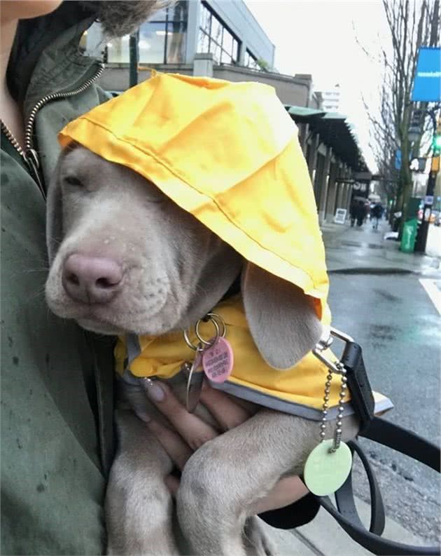 穿上狗狗雨衣，让你的萌宠成为下雨天最帅的仔