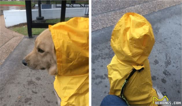 穿上狗狗雨衣，让你的萌宠成为下雨天最帅的仔