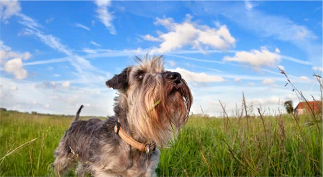 和雪纳瑞相比，柯基犬更适合家里饲养，原因有4个