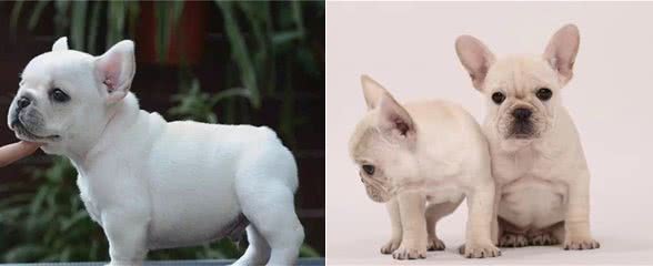 法斗幼犬粮要有全面的营养，要是还不会选的话，赶紧学习一下吧